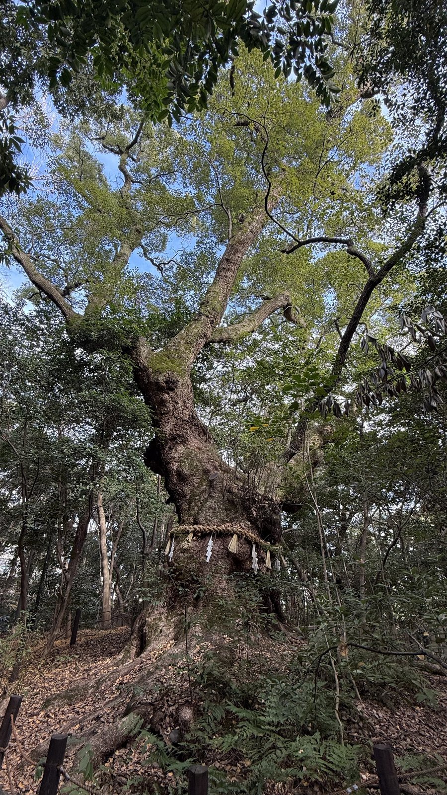 A large tree standing in the woods