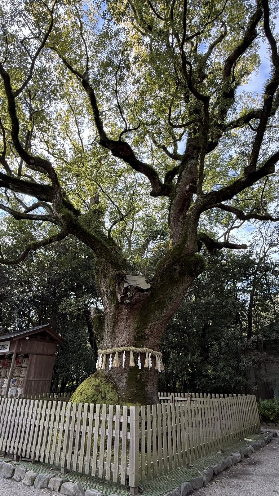 The whole of the great camphor tree