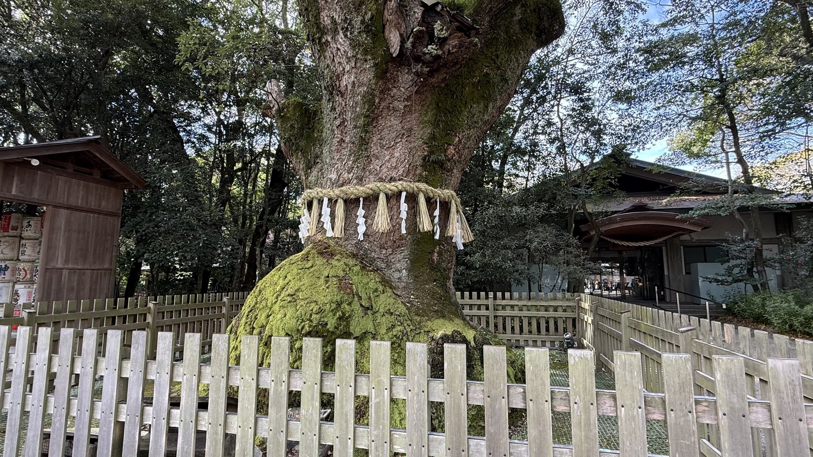 The great camphor tree in the grounds