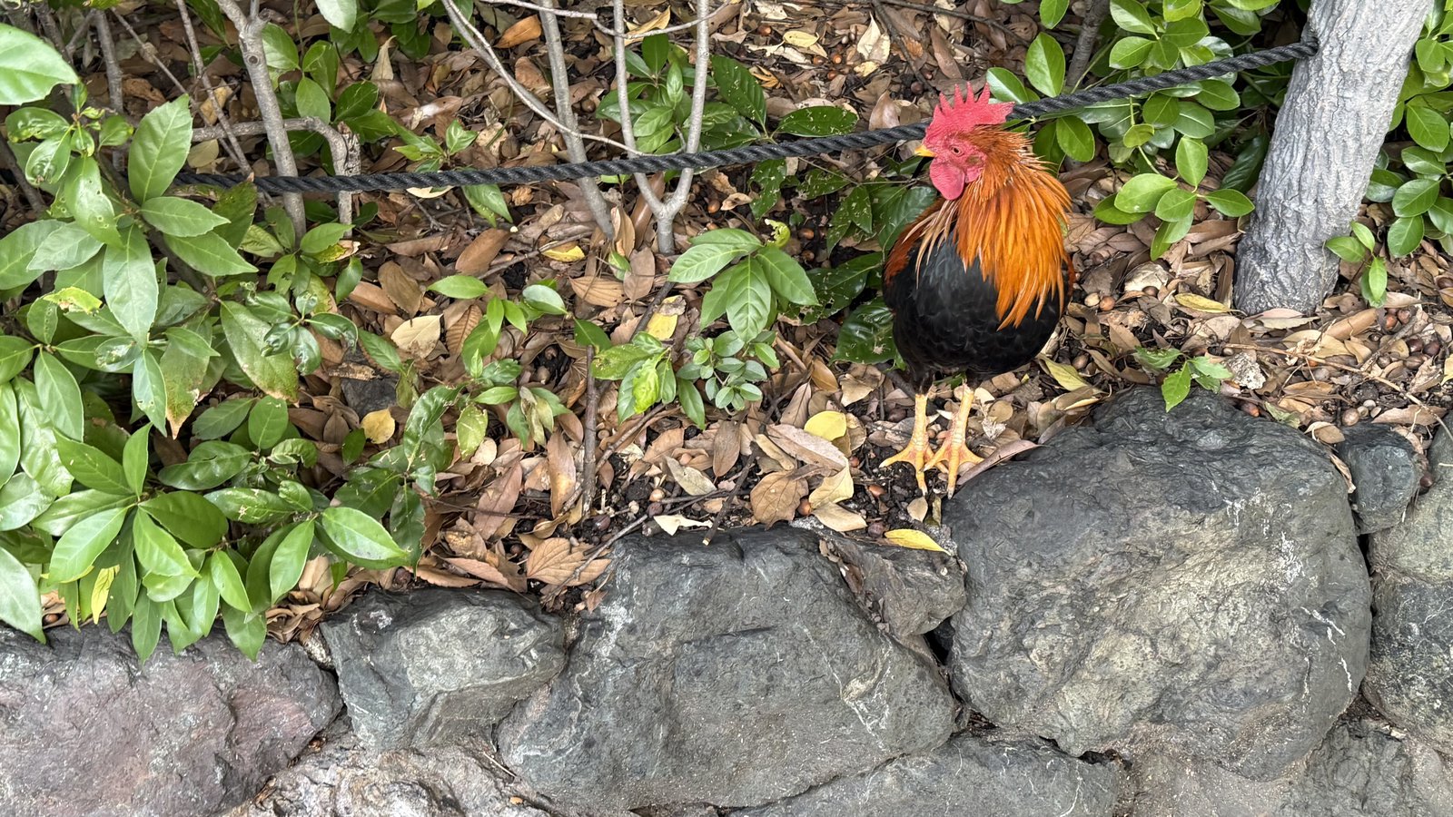 A rooster in the grounds