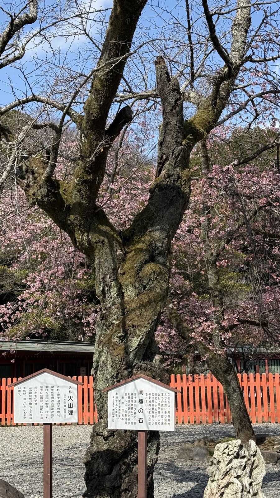 A weeping cherry in bloom in the grounds