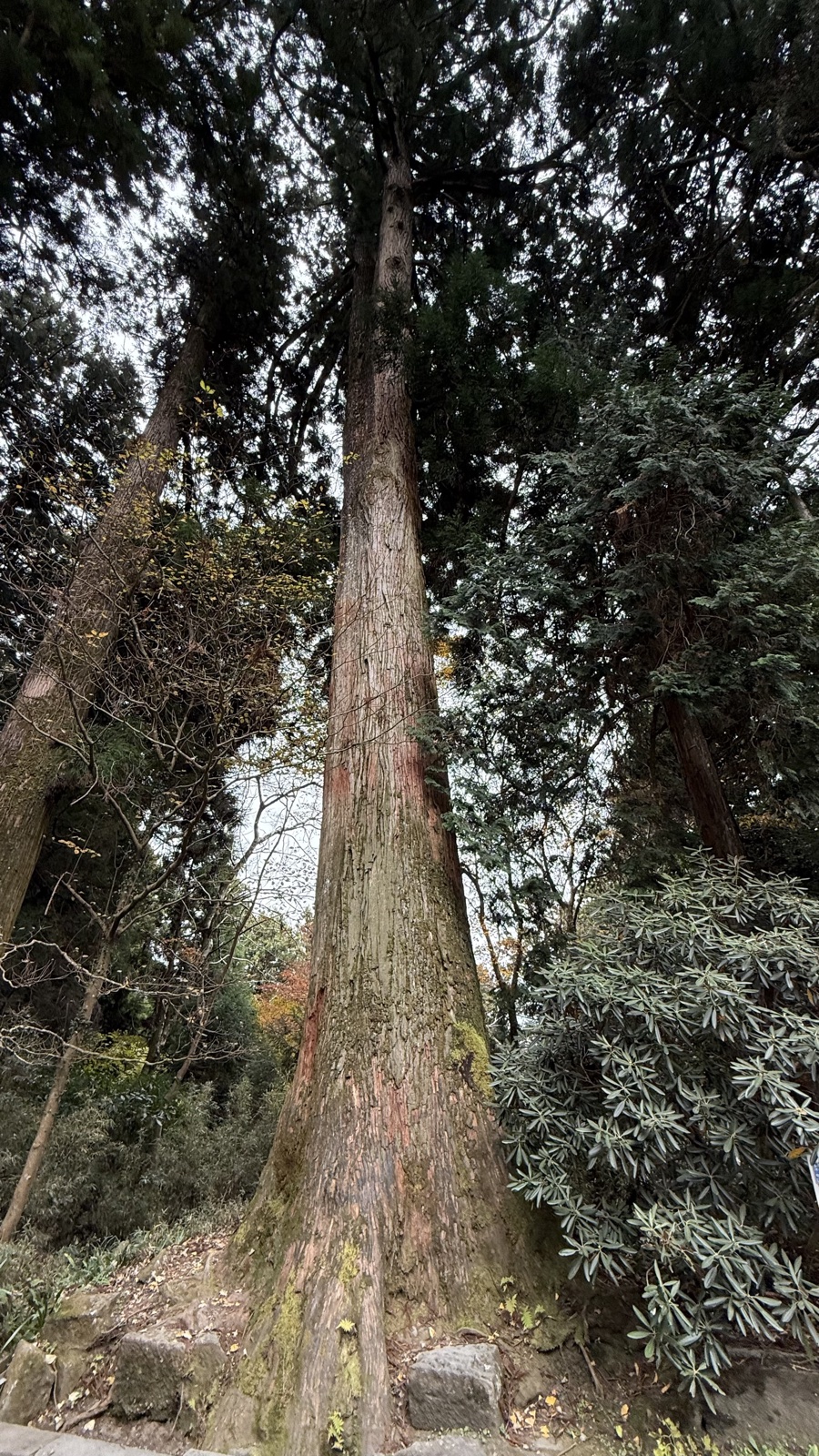 The cedar-lined approach