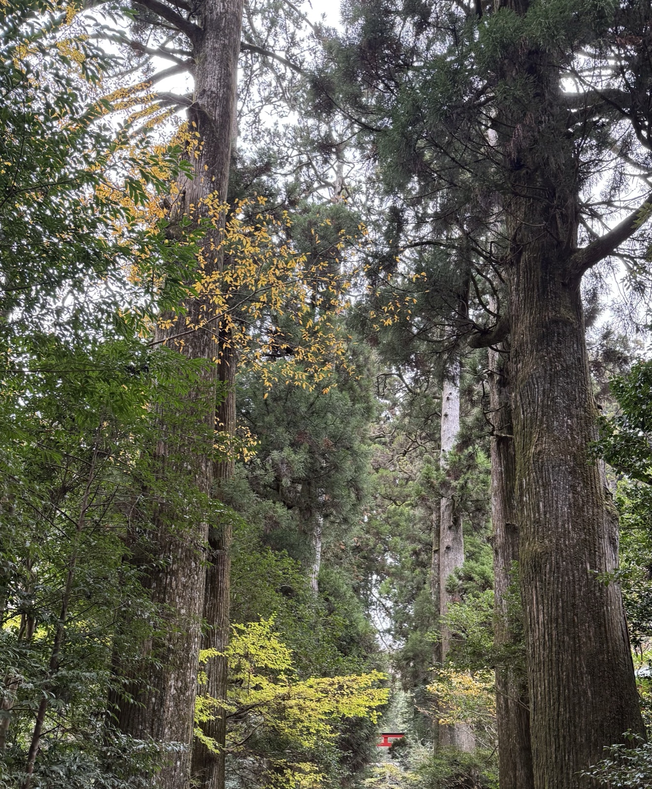 A torii seen at the end of the cedar-lined approach
