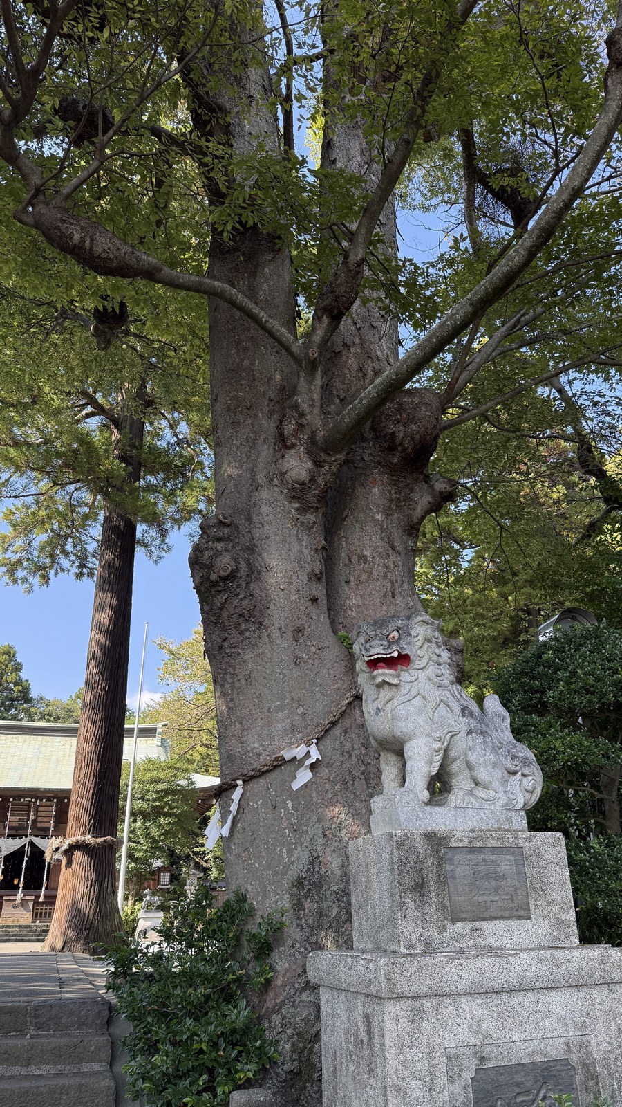 A komainu at the foot of a large tree