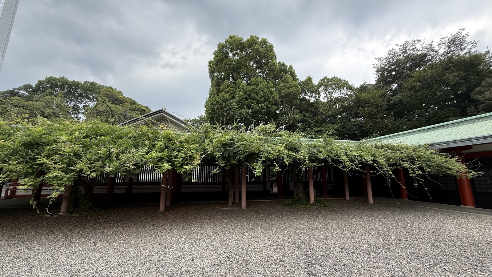 Wisteria trellis over the corridor