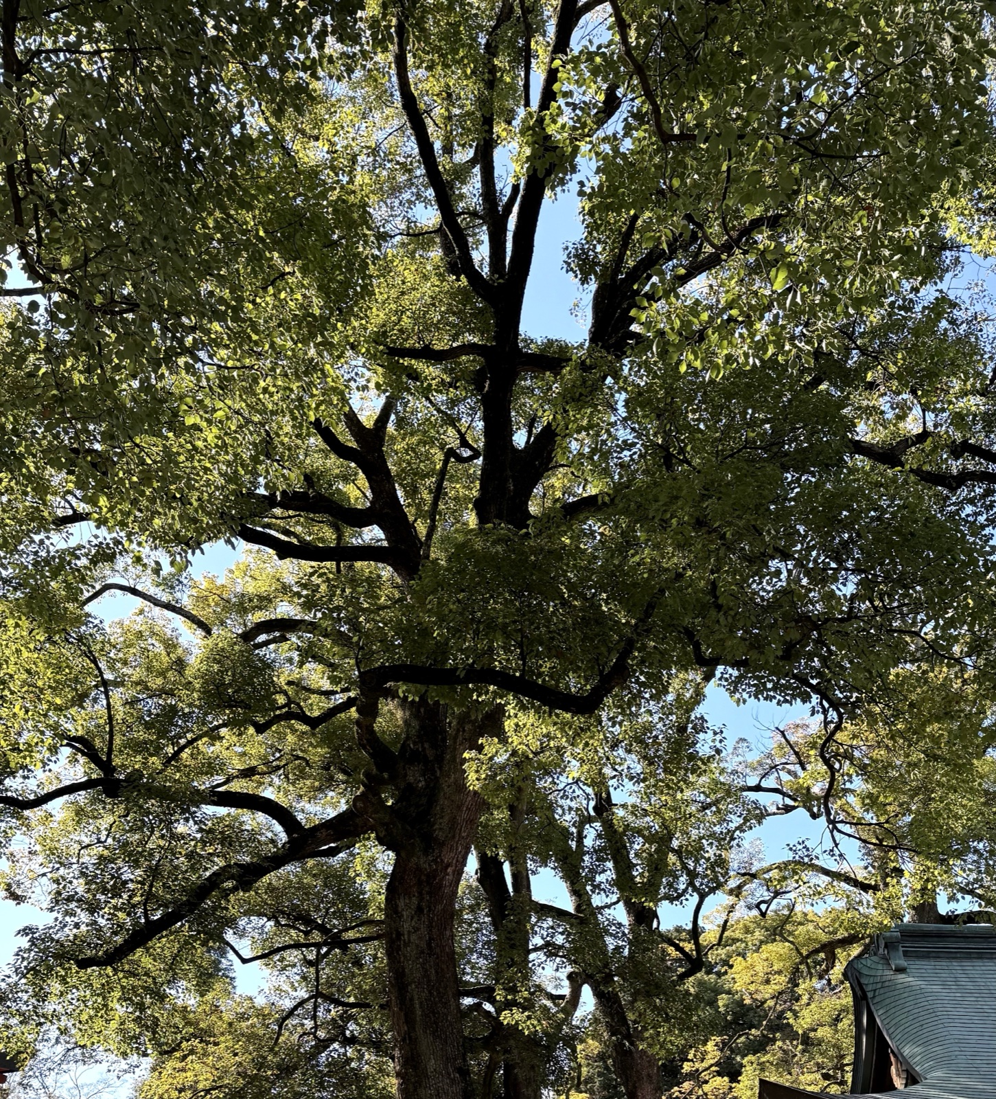 The canopy of trees over the grounds