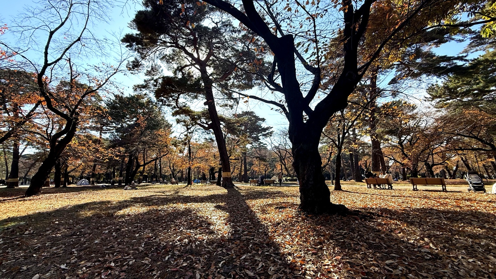 The forest of Omiya Park