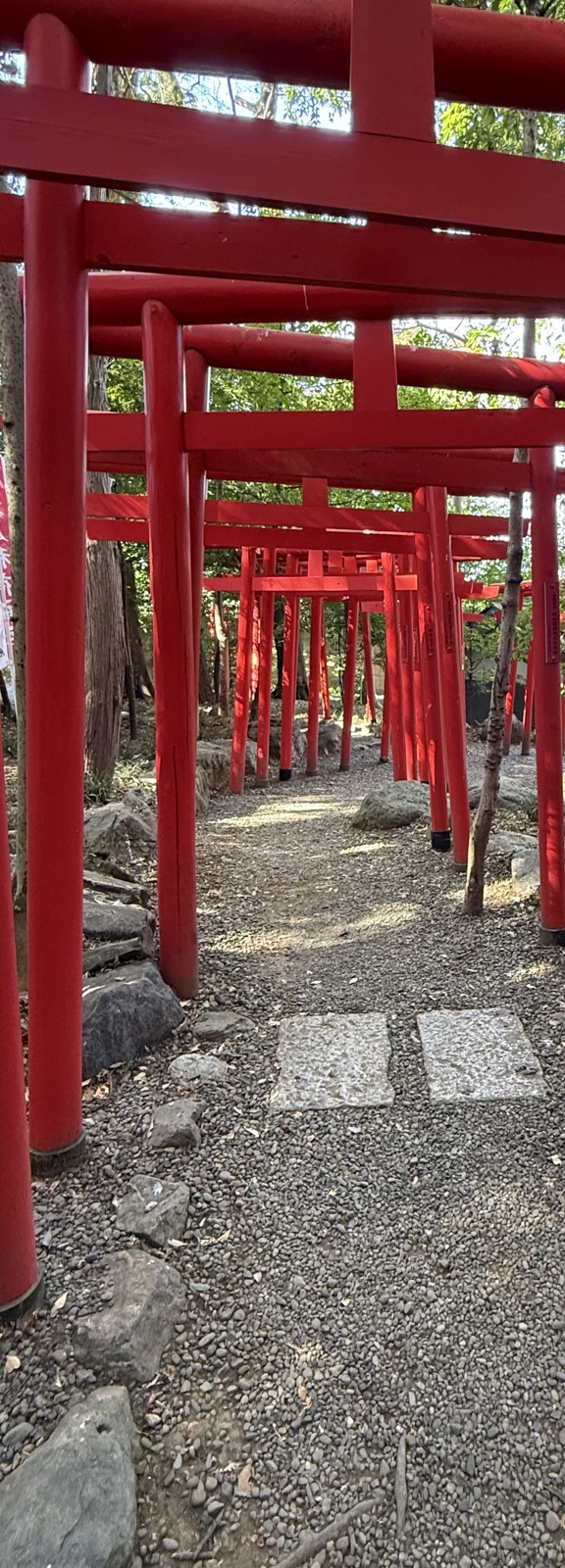 A tunnel of vermilion torii on the shrine grounds