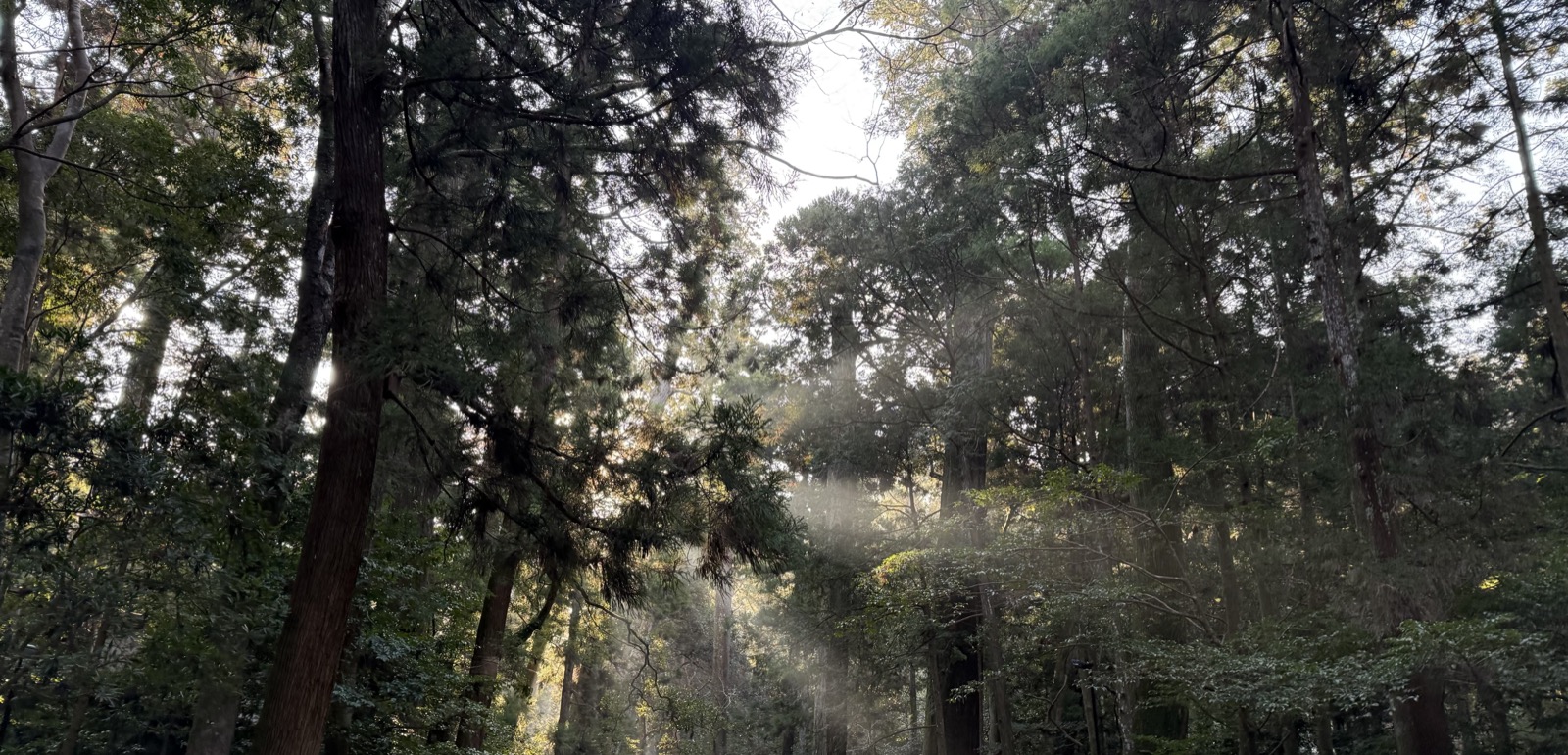Sunlight filtering through a cedar grove