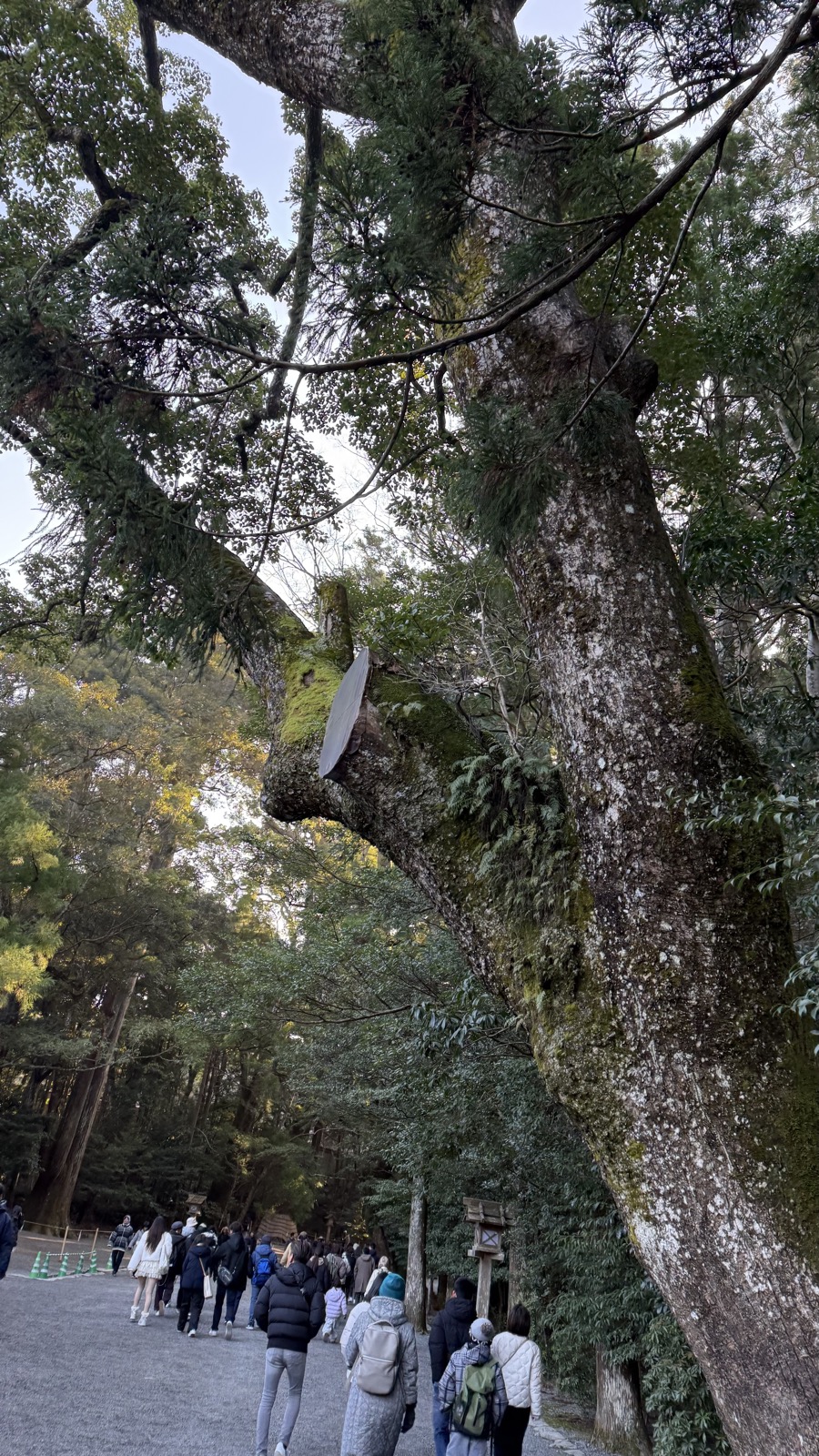 A sacred tree on the shrine grounds