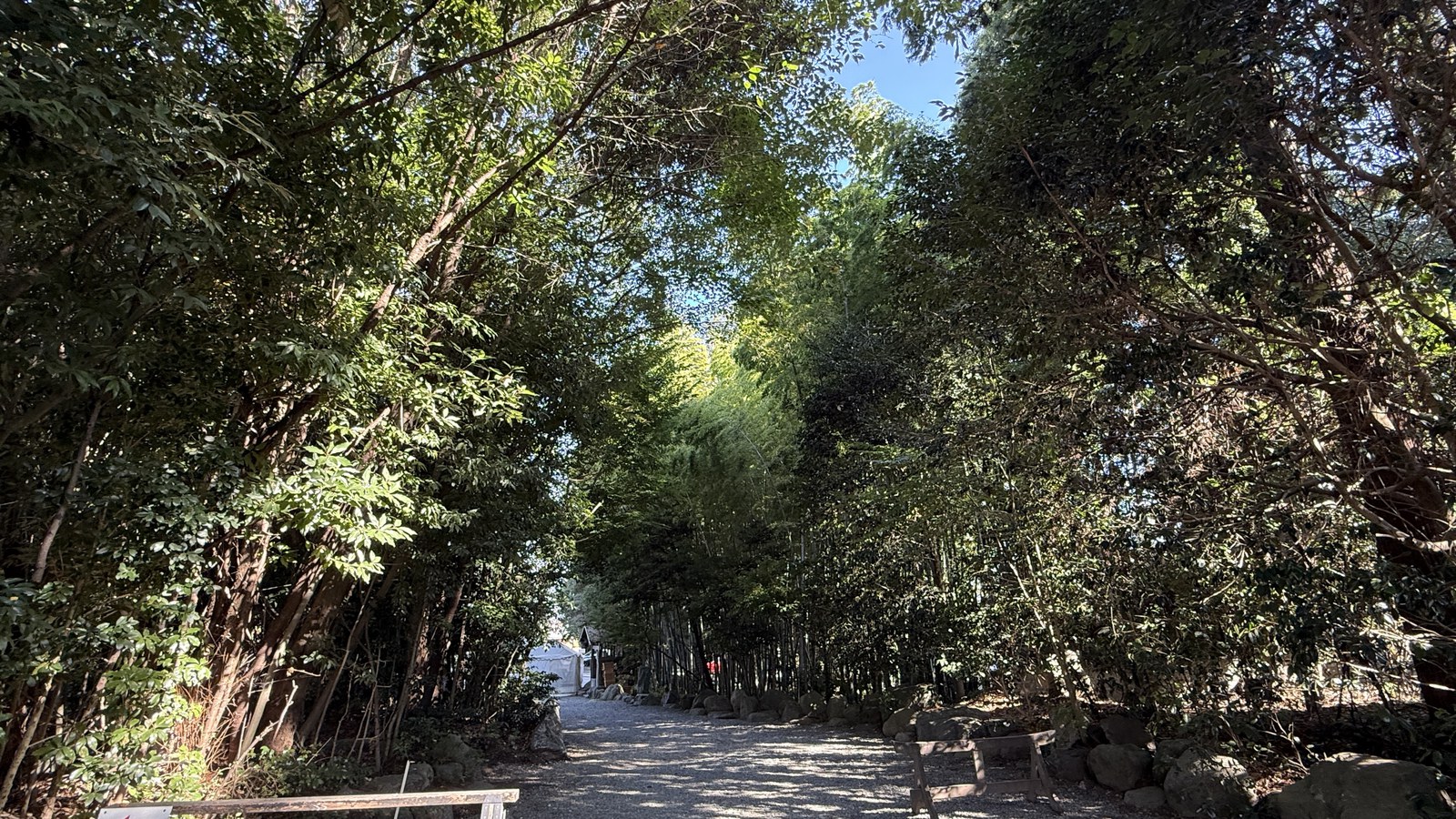 The approach through the bamboo grove