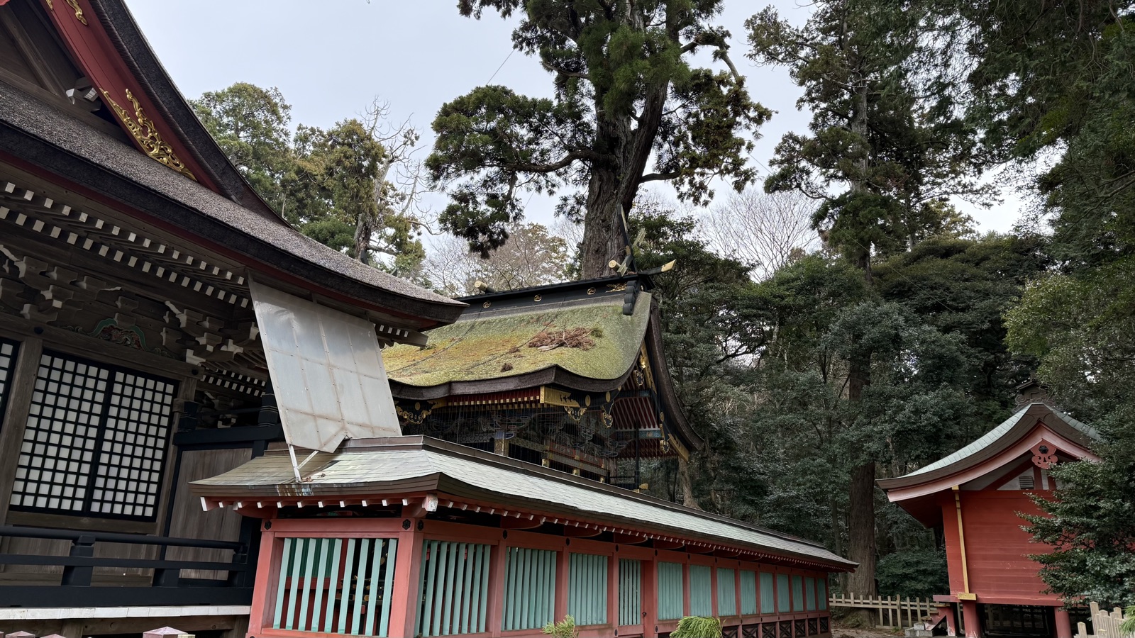 A large tree beside the roof of the Okumiya