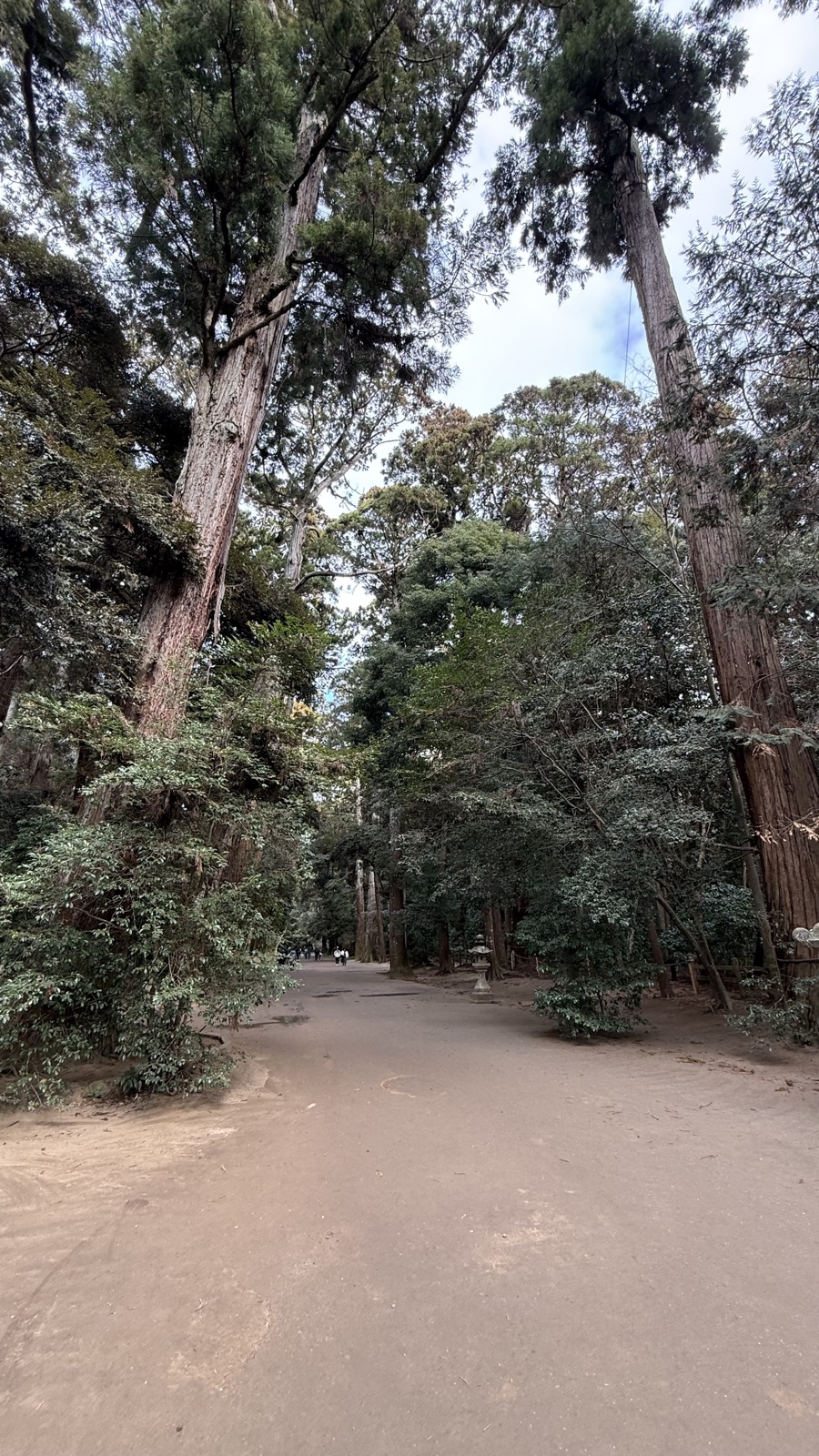 Inner approach lined with large cedars