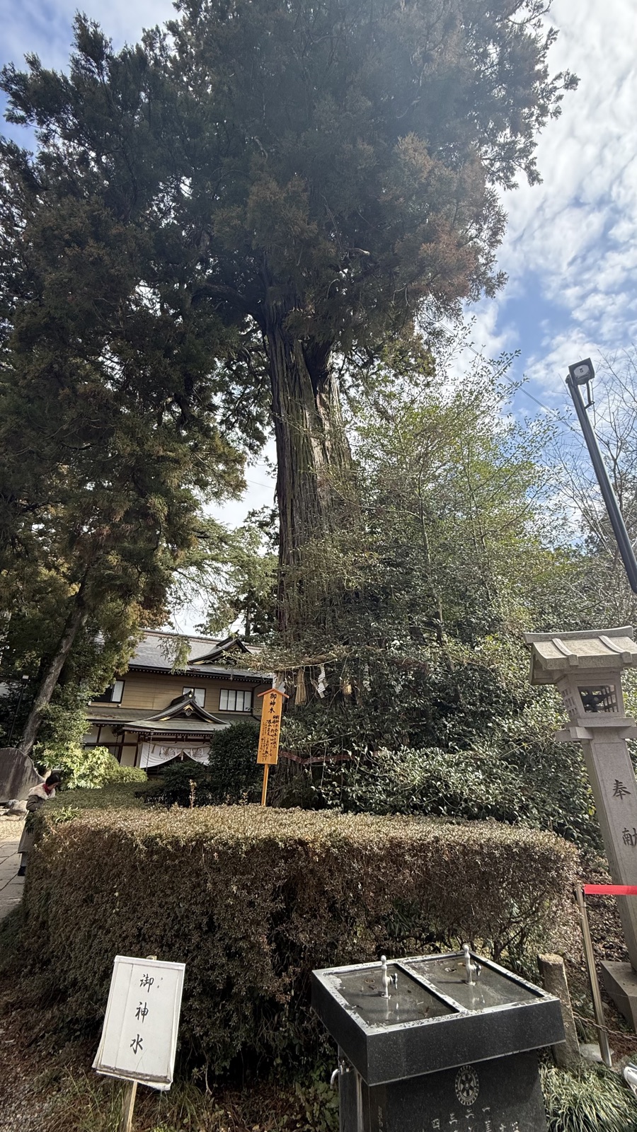 Sacred tree and sacred spring water