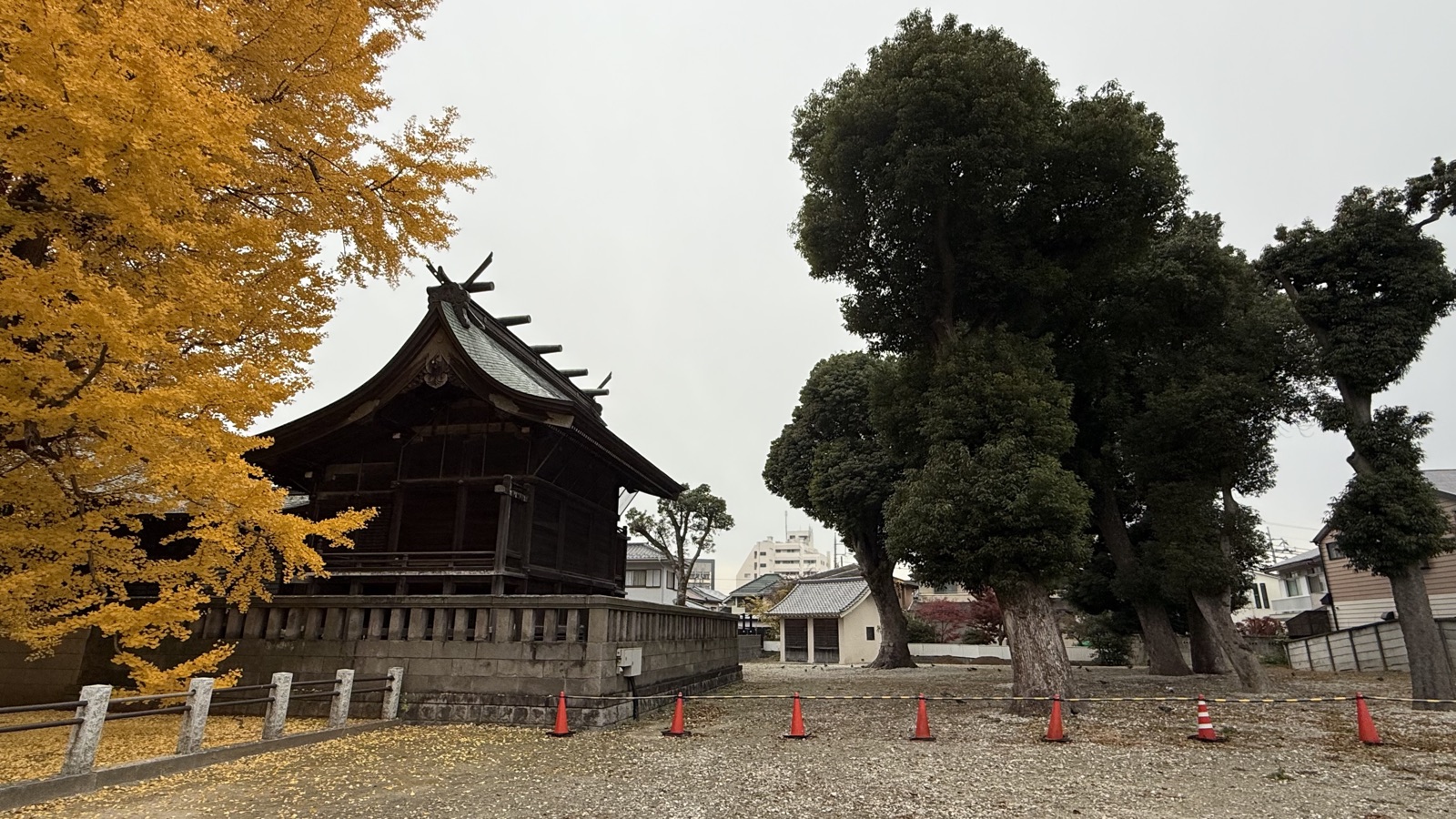 Yellow ginkgo leaves and one of the shrine buildings