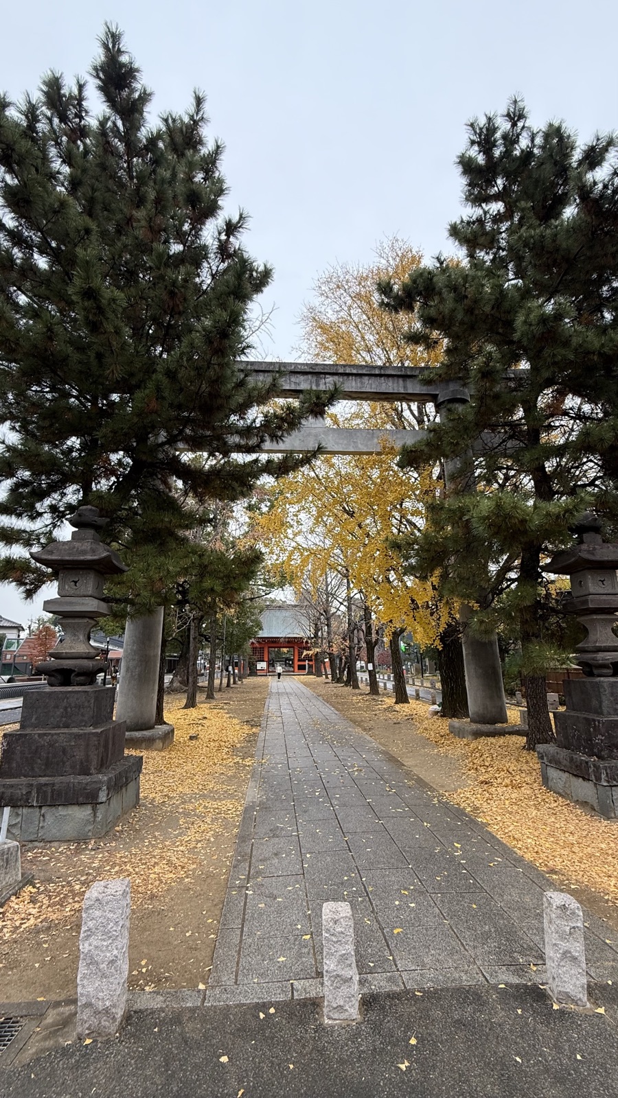 Pines and yellow ginkgo leaves along the approach