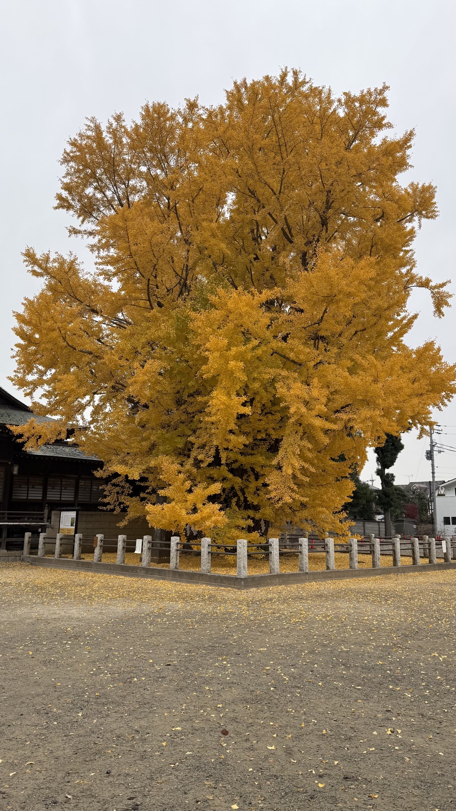 Sembon Ginkgo
