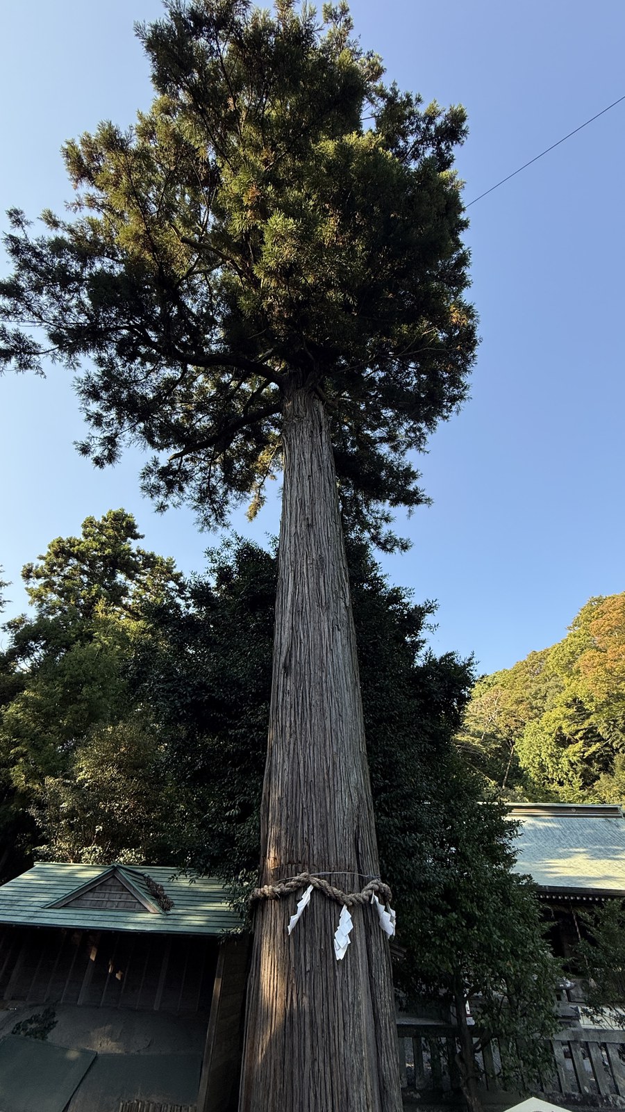 A tall tree wrapped in a shimenawa