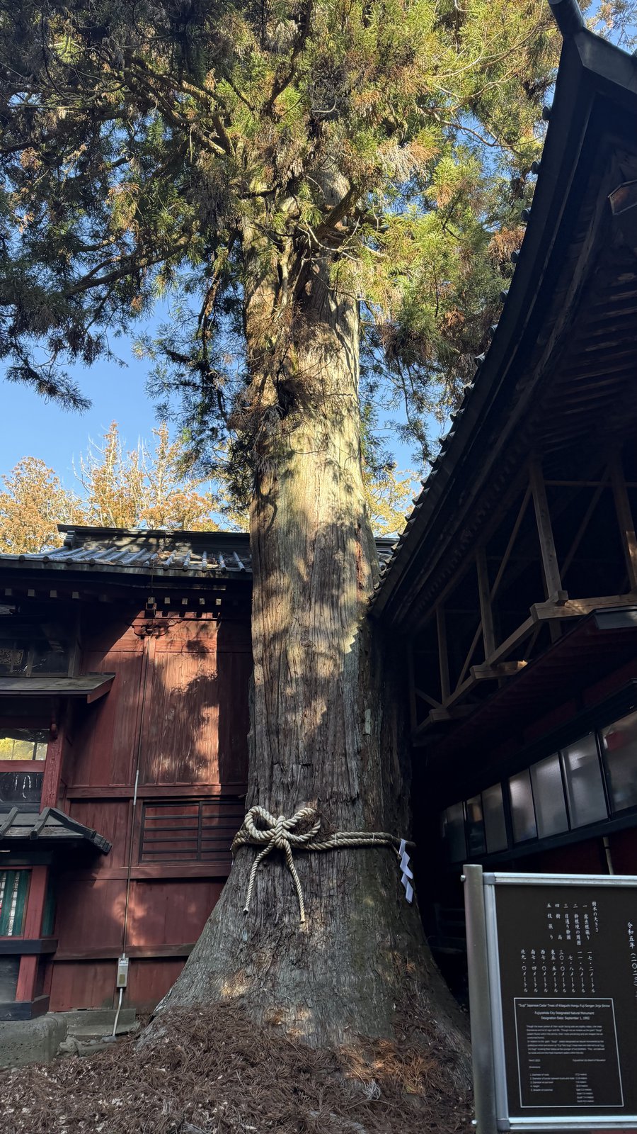 A large tree beside the curved roof of a vermilion building