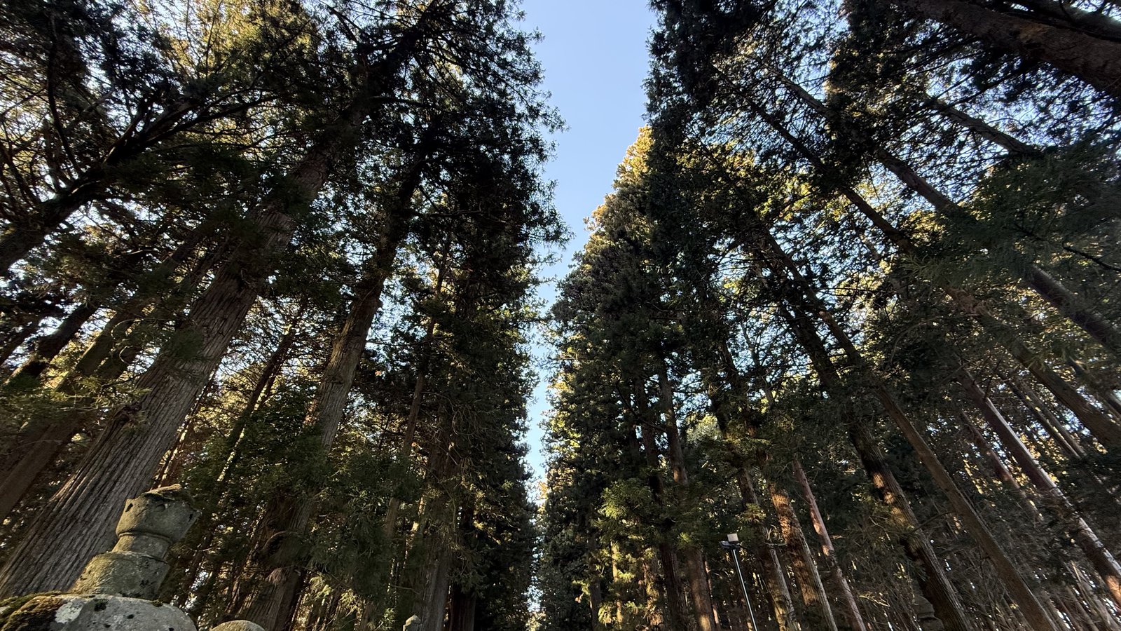 Looking up at the cedars along the approach