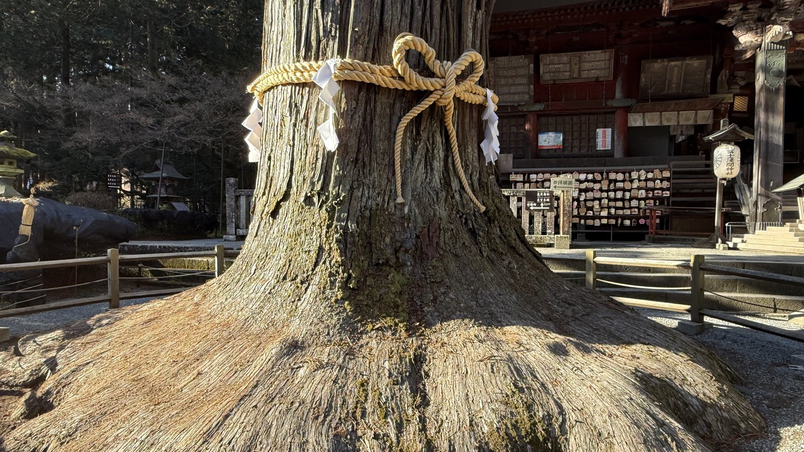The base of the Fuji Taro Sugi