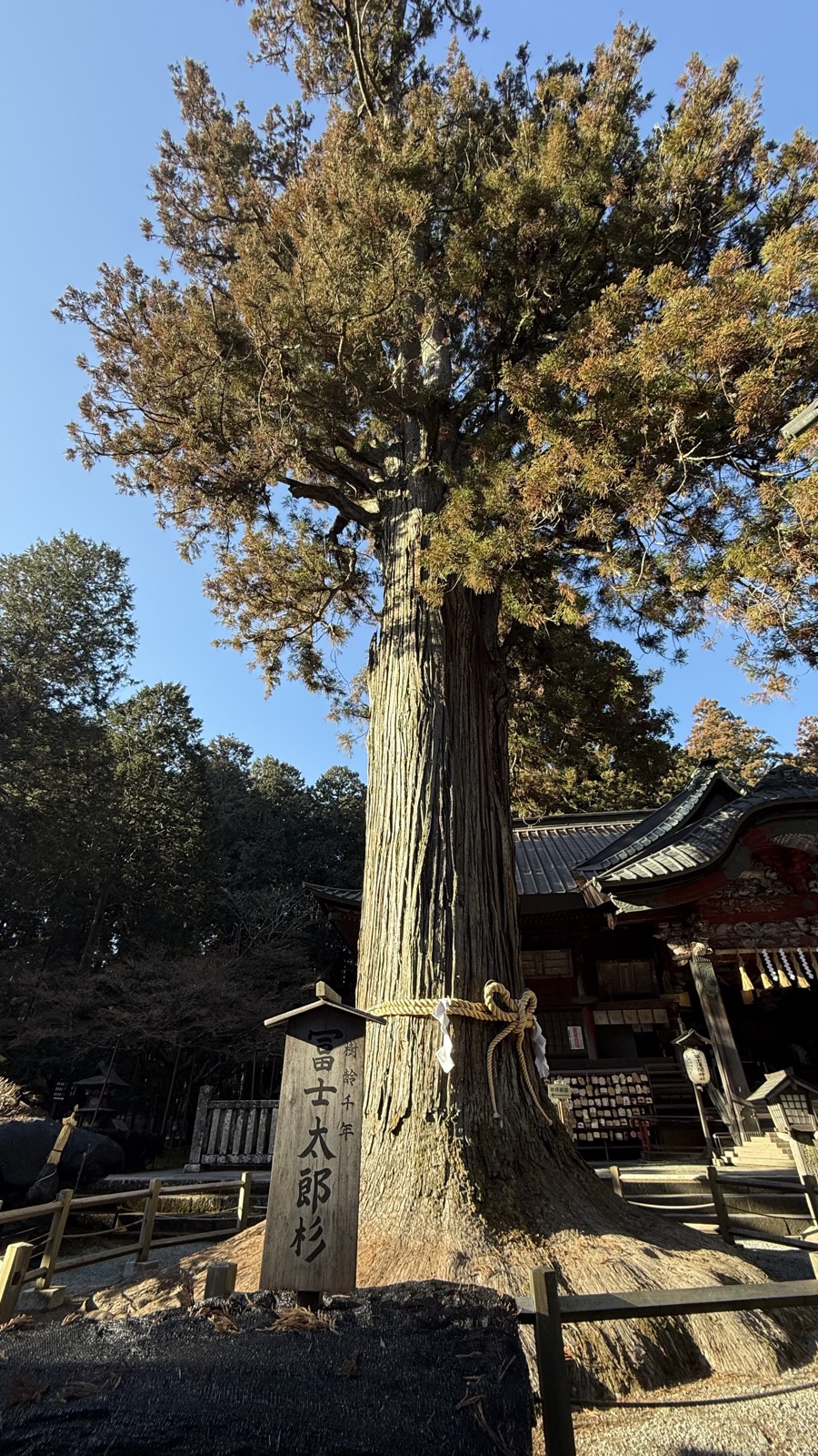 The sacred tree “Fuji Taro Sugi”