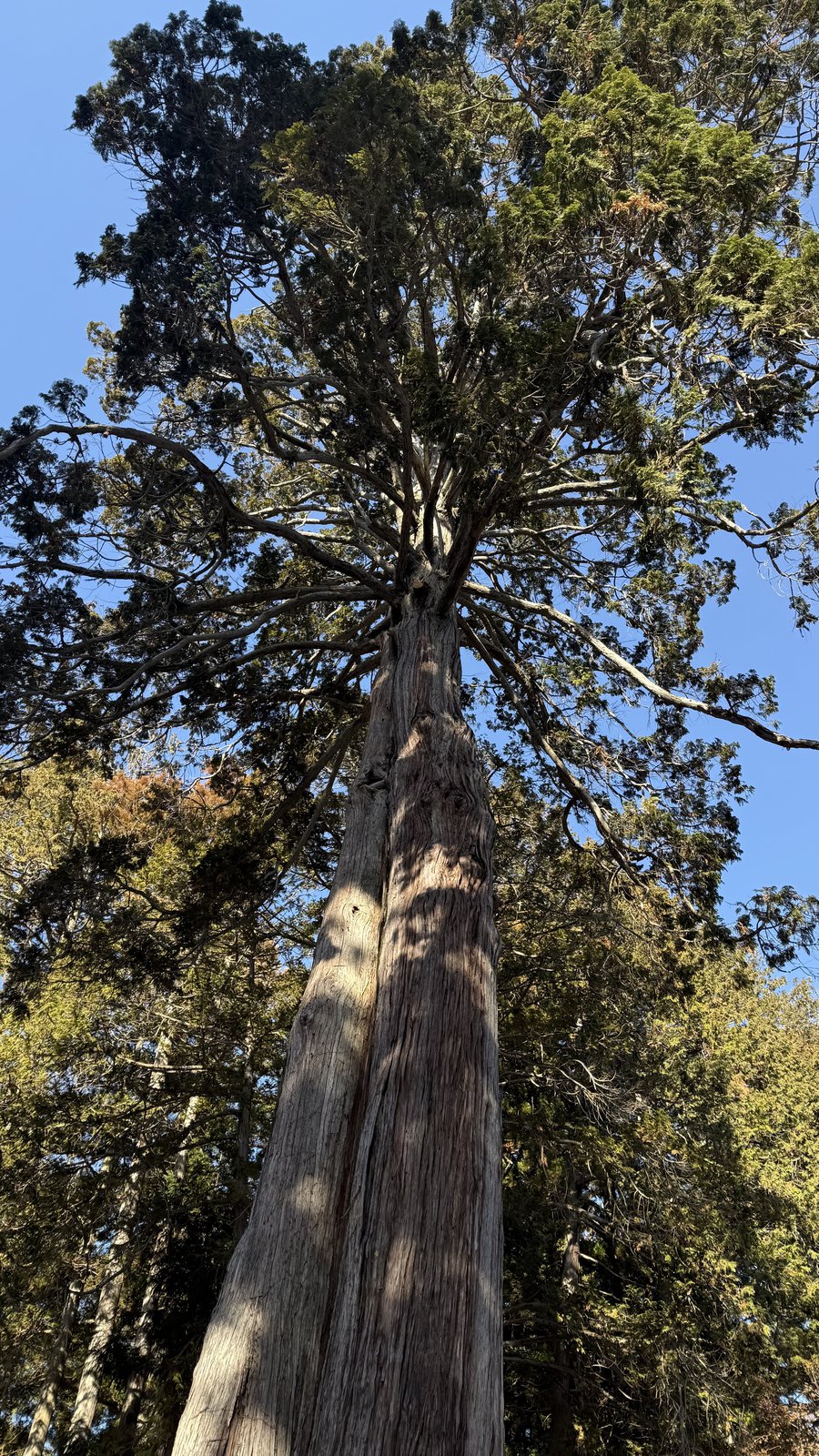 A large tree of two trunks side by side