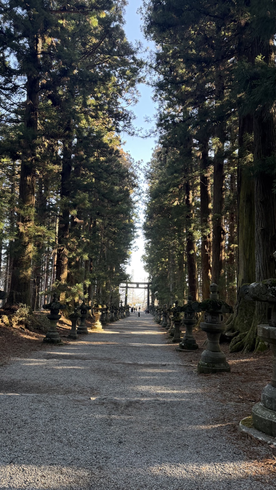 The cedar-lined approach
