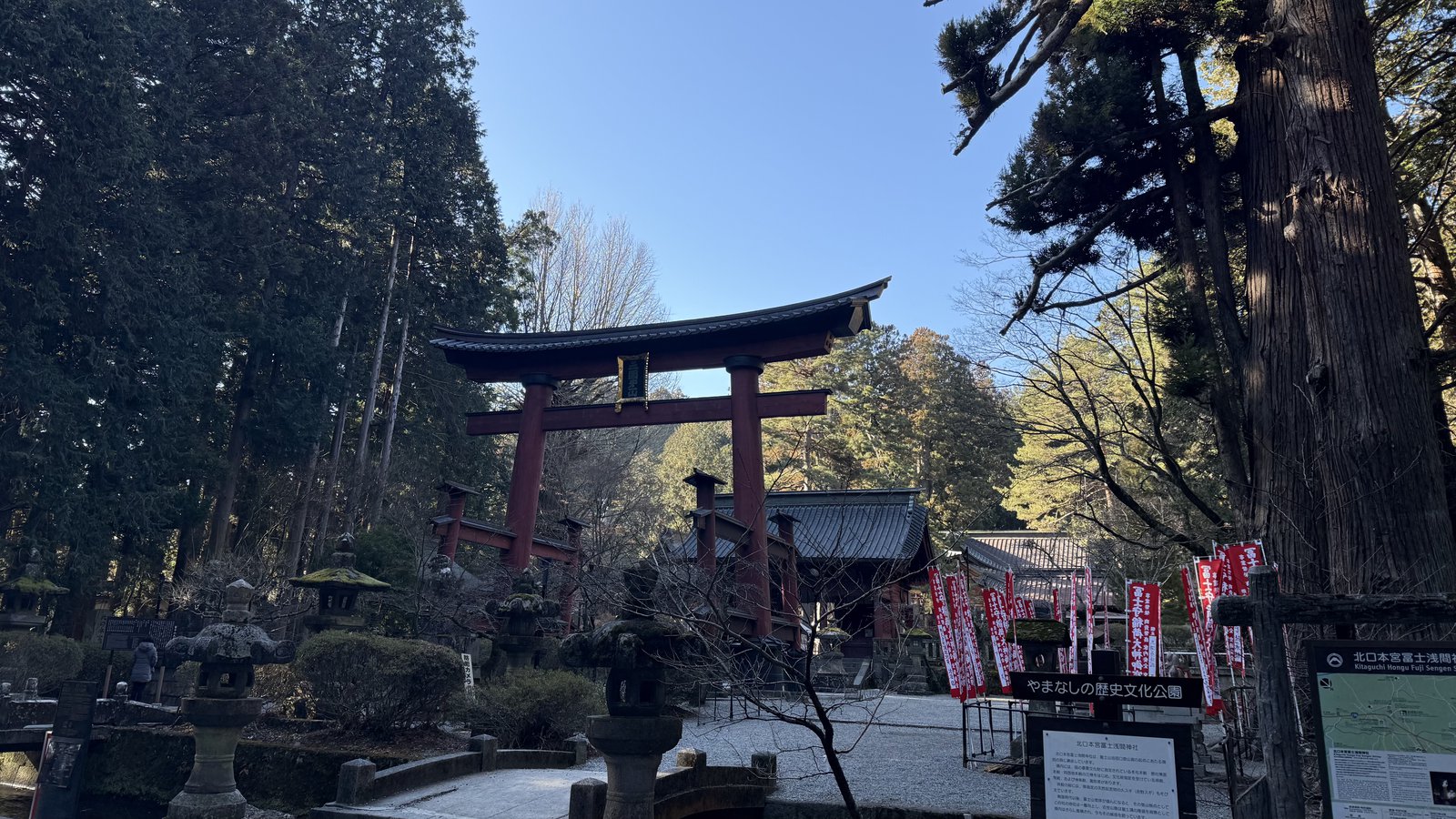 A vermilion torii and a large cedar