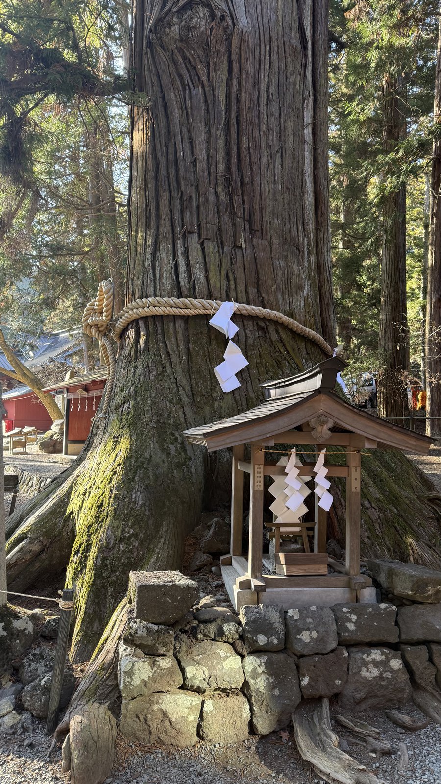 A large tree with a small shrine at its base