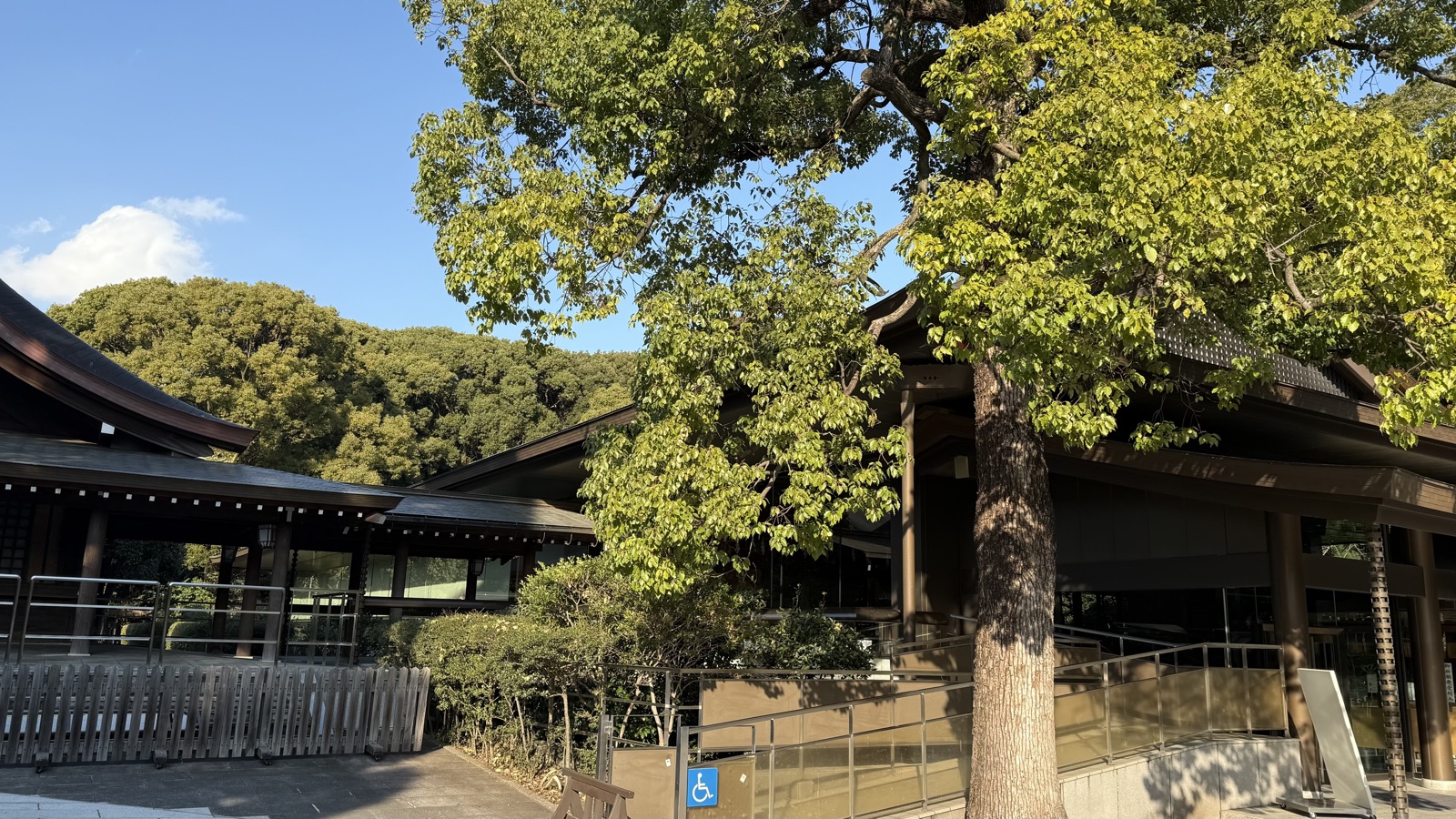 Shrine buildings glimpsed past a great tree trunk