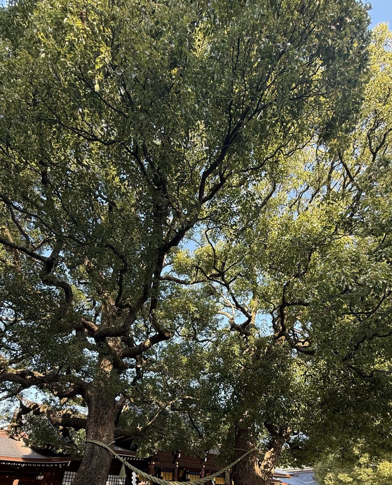The Meoto Kusu, a pair of joined camphor trees