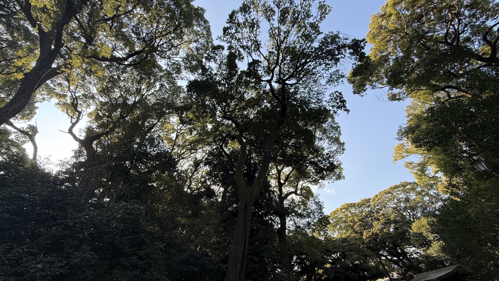 Looking up through the trees along the approach