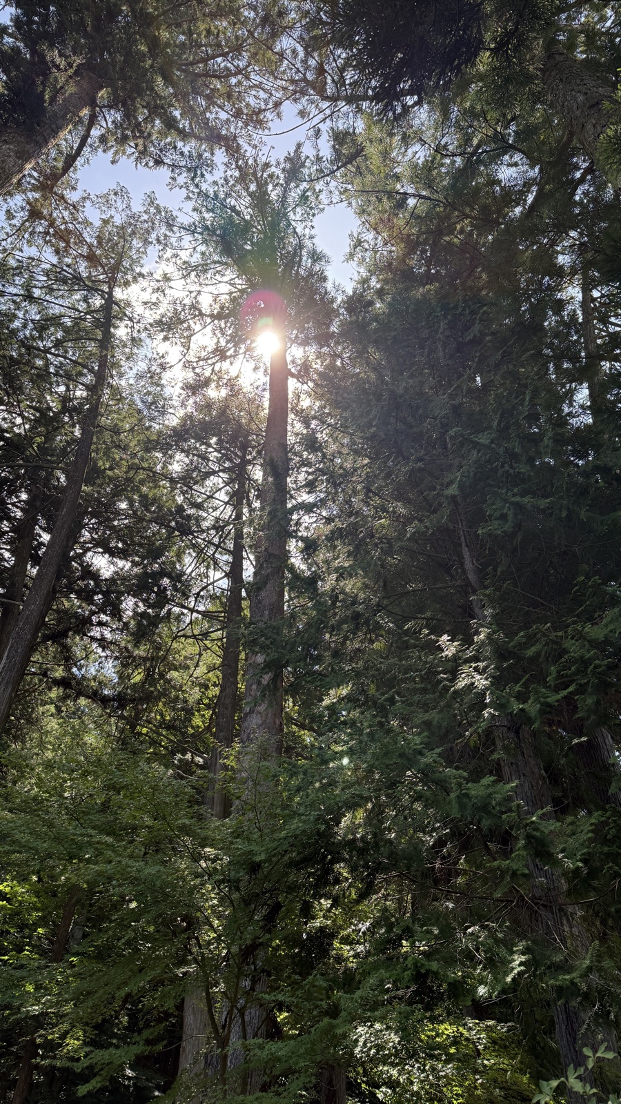 A great cedar in the grounds