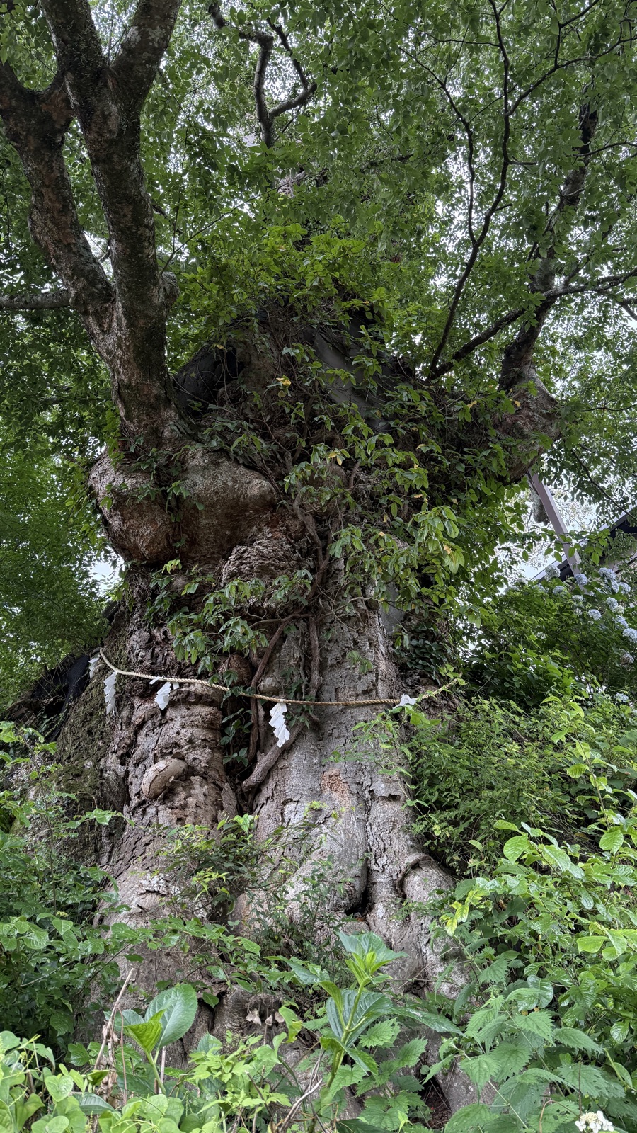 Large sacred tree