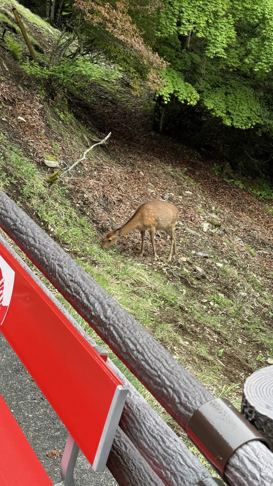 A deer grazing beside the approach