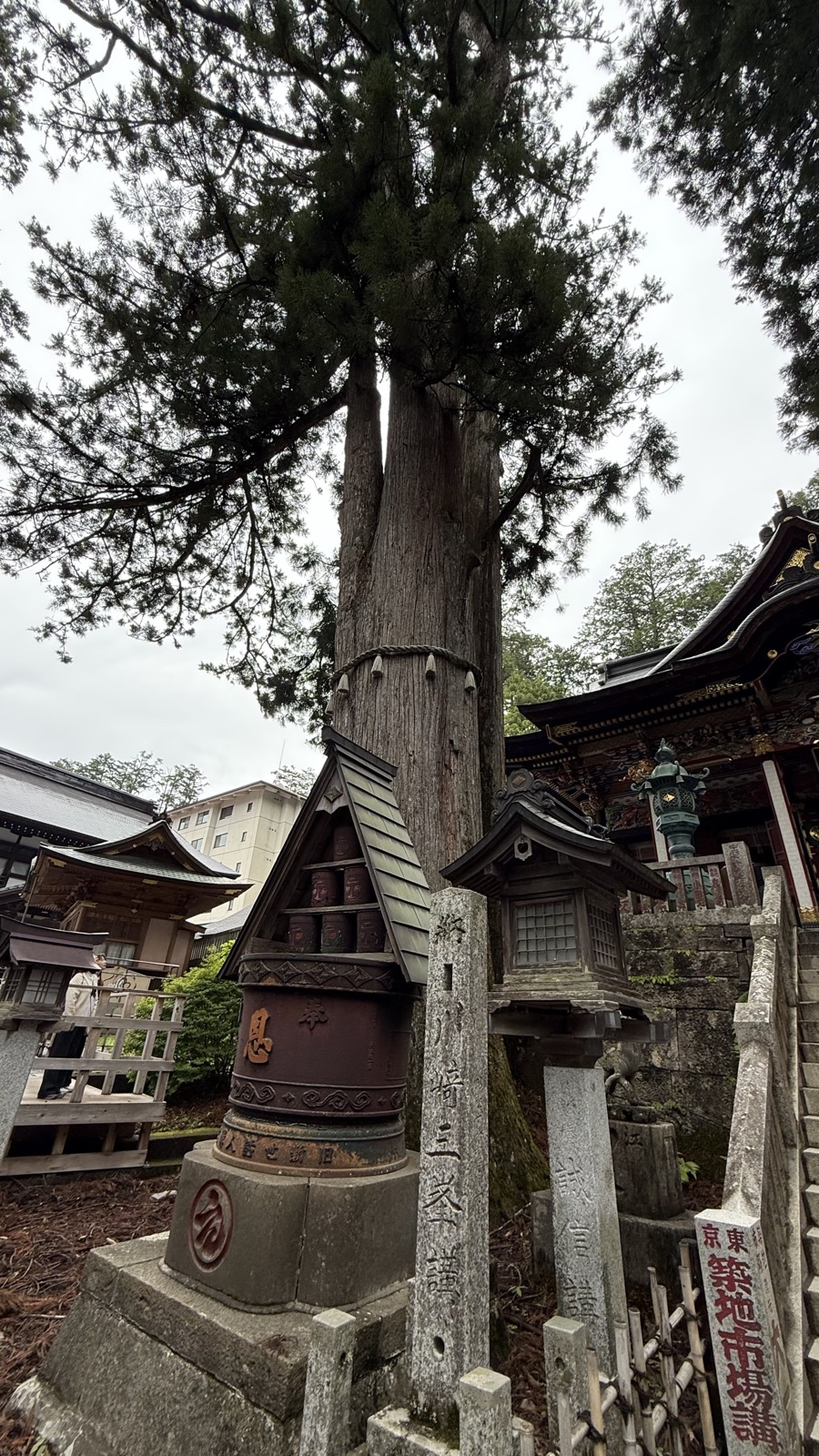 Sacred tree wrapped in shimenawa