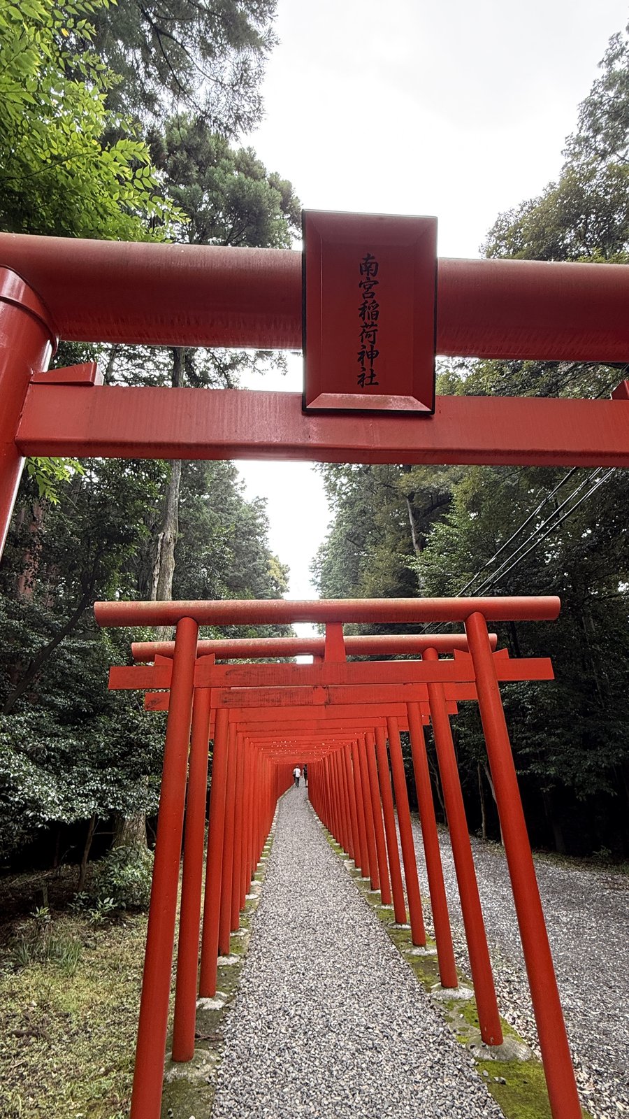 A path lined with vermilion torii