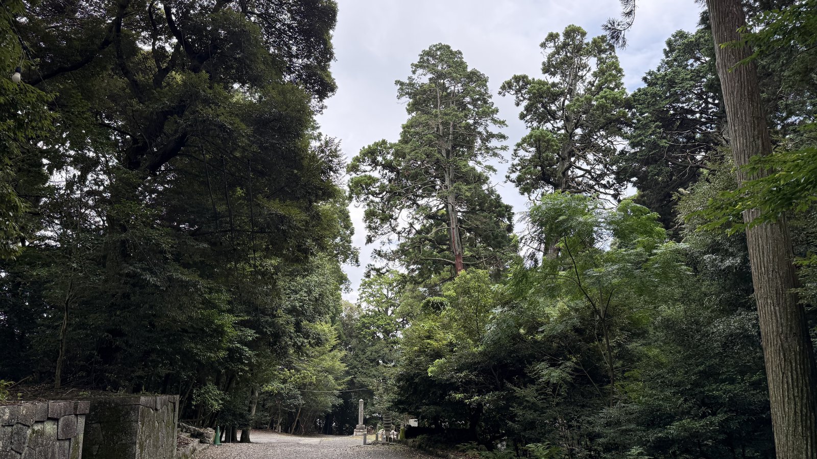 The approach through the grove