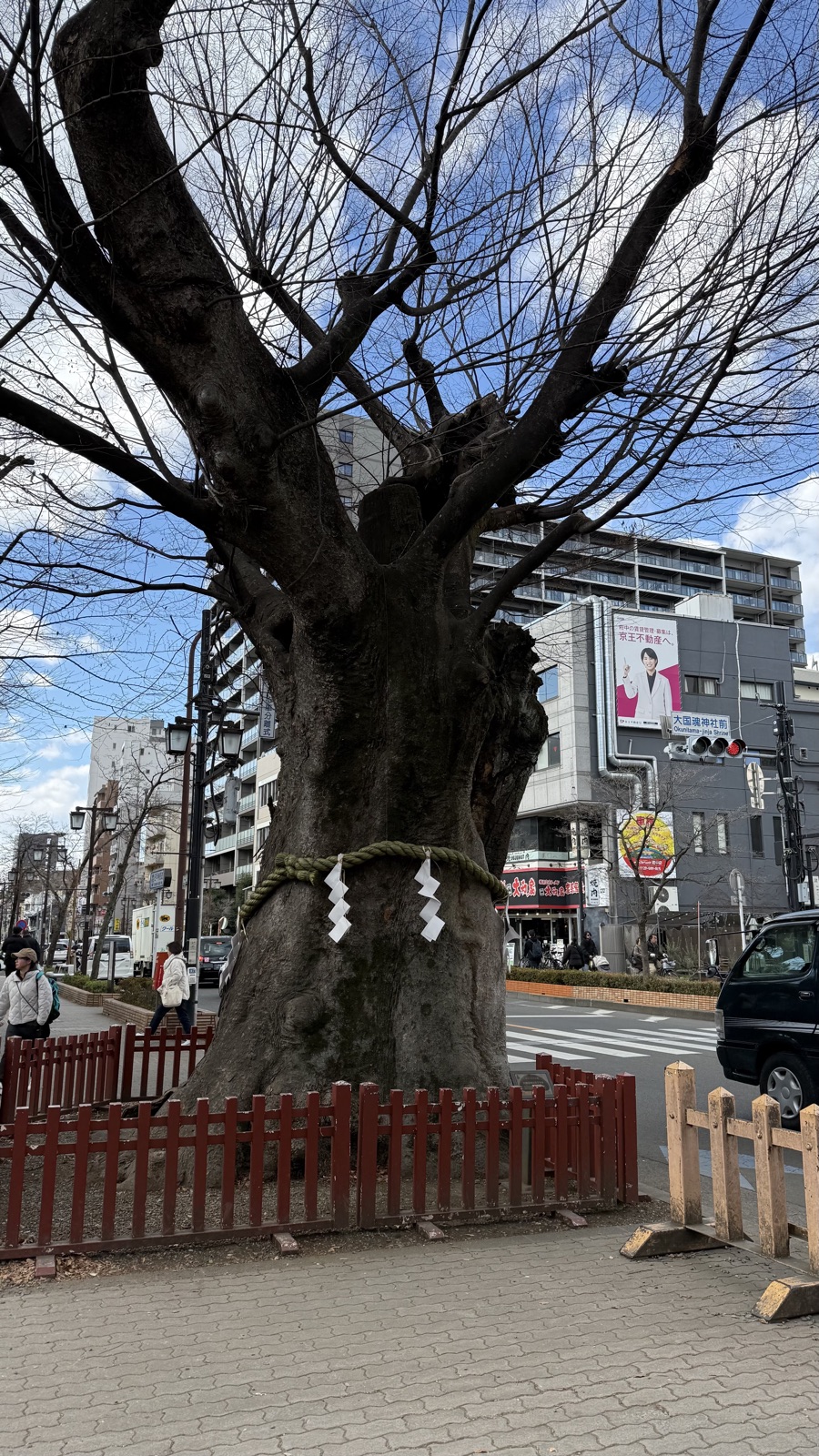 Large zelkova at the entrance to the approach