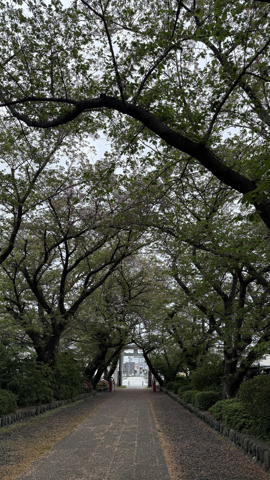 An approach under a row of trees