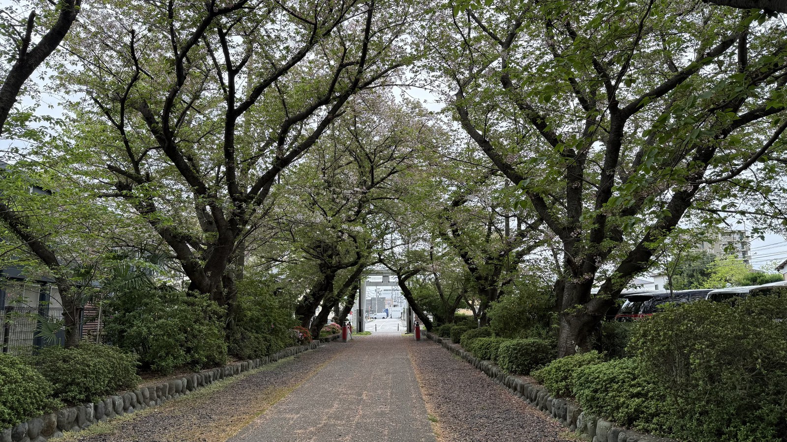 An approach under a row of trees