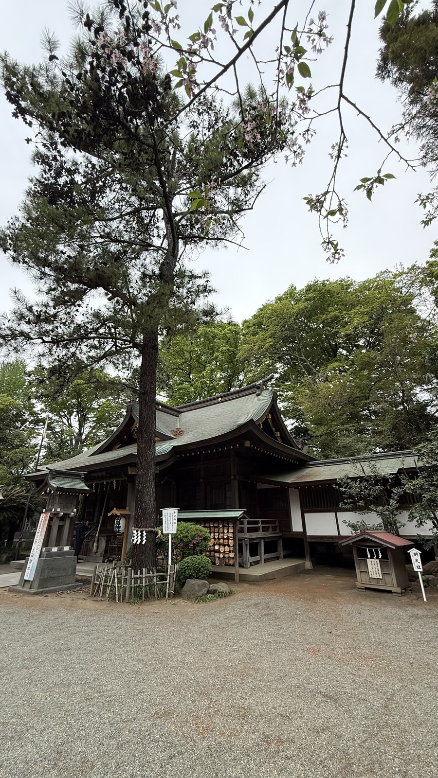 The shrine building beneath a large pine
