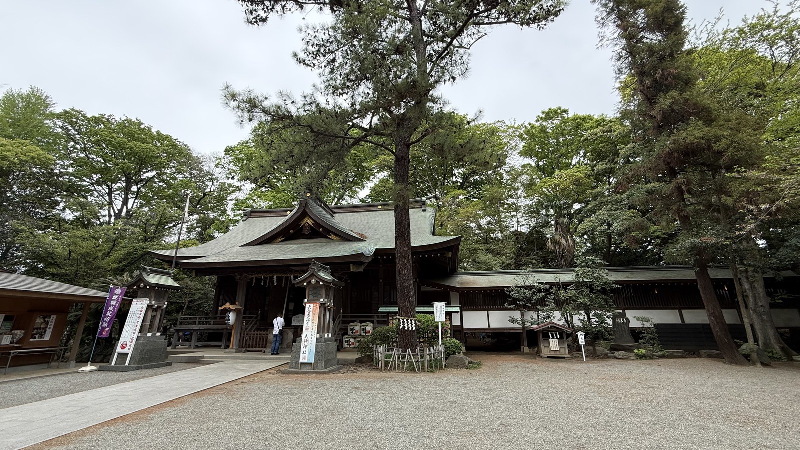 The main hall of Sakitori Jinja beneath a large pine