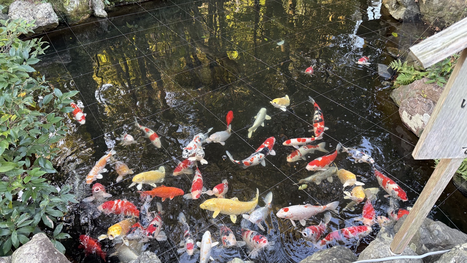 The pond in the grounds