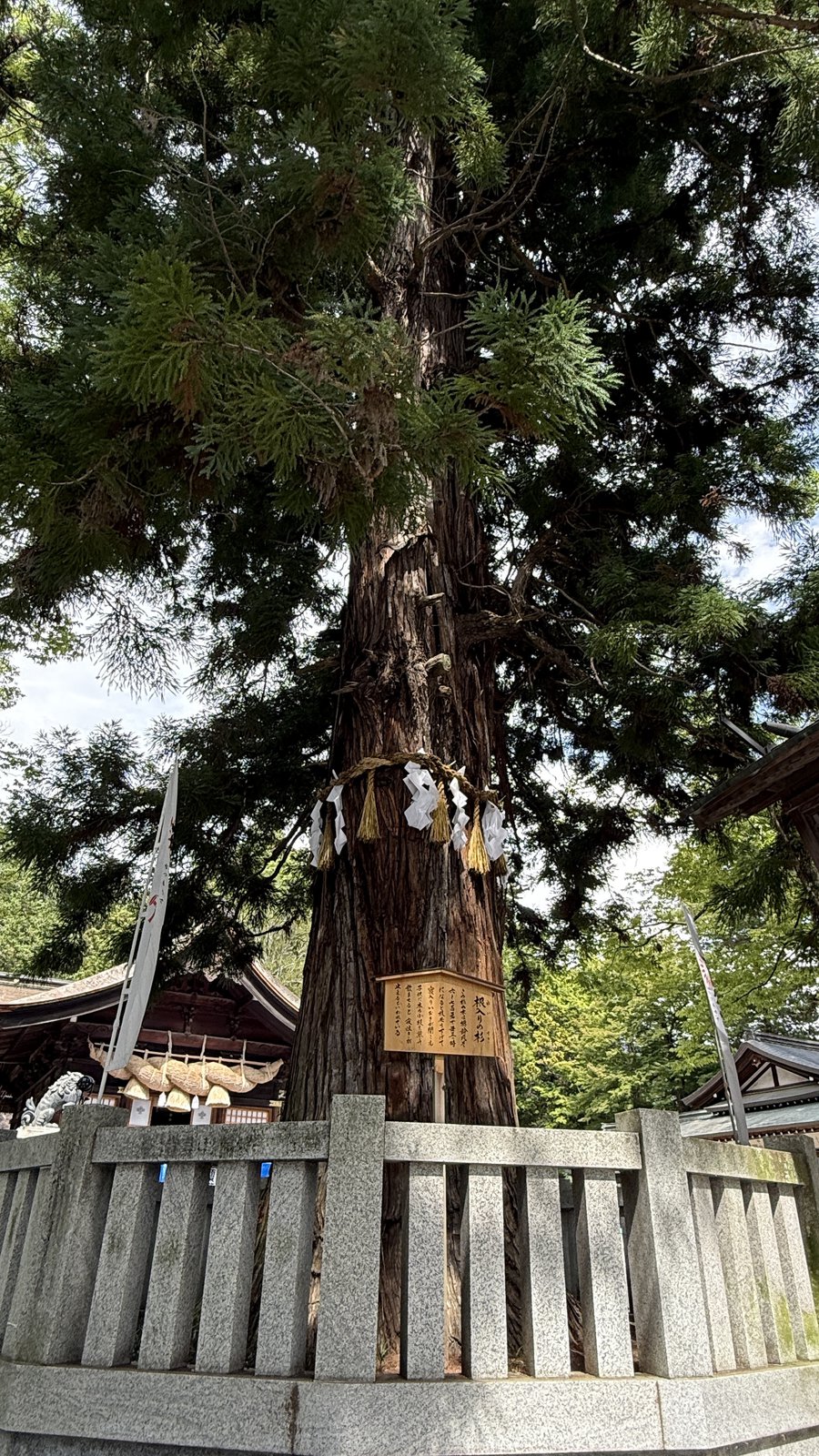 A large tree inside a fence