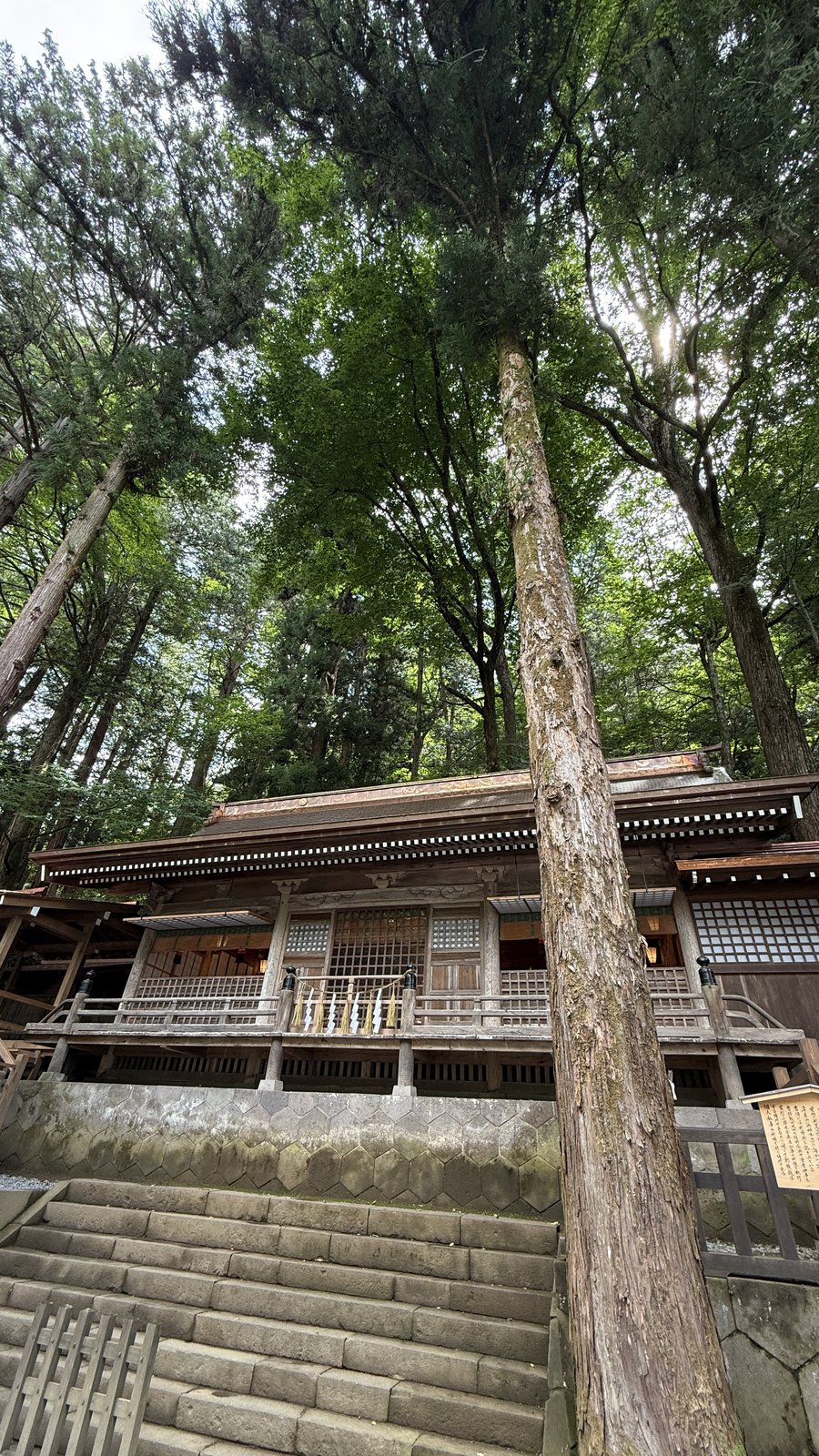 A building seen beyond a cedar trunk