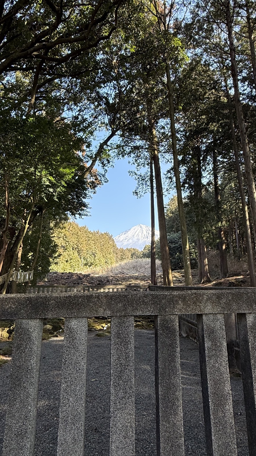 Mount Fuji seen between the trees